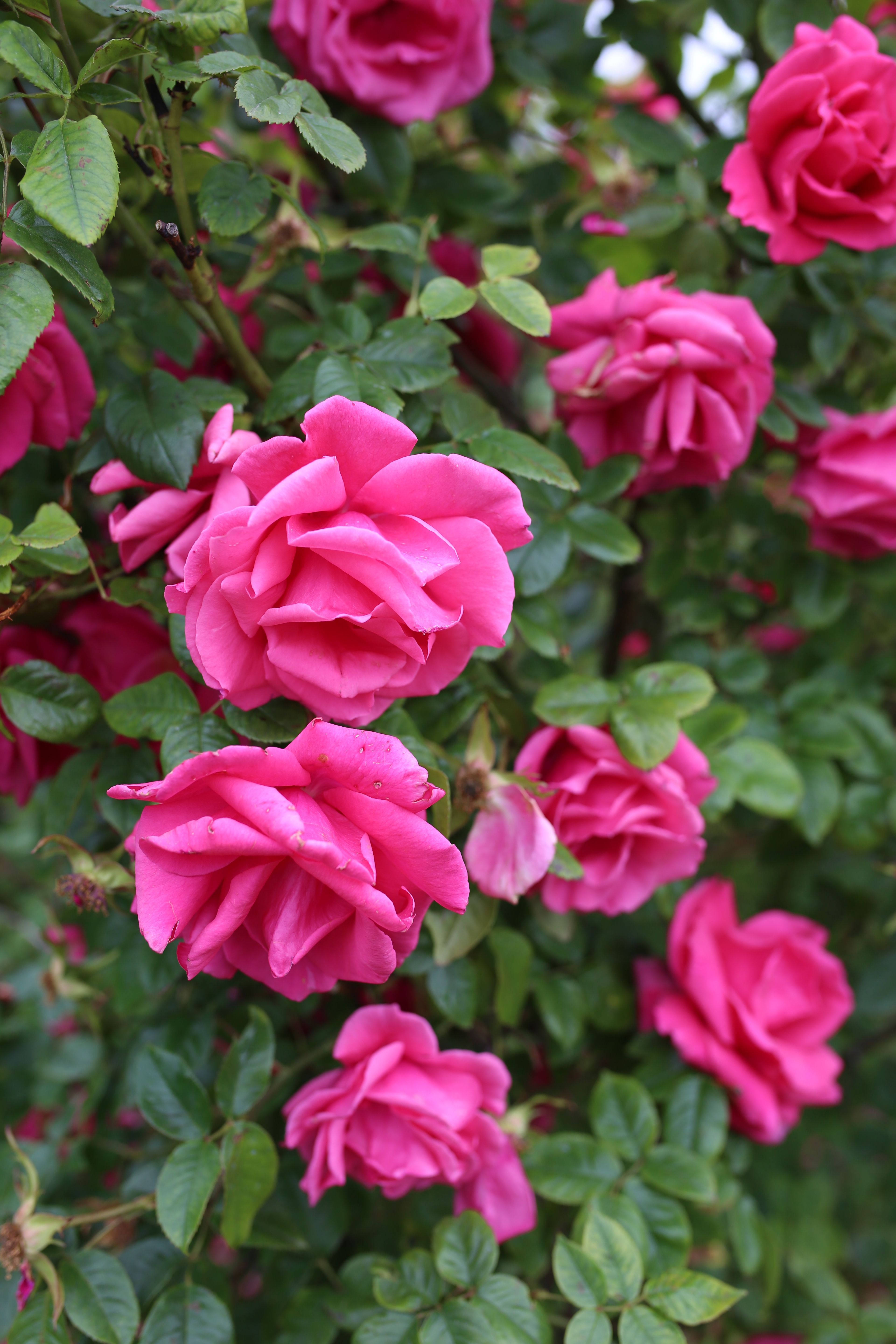 Pink flowers